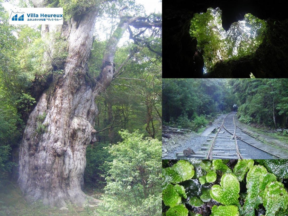 Villa Heureux Yakushima  Εξωτερικό φωτογραφία